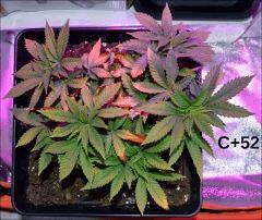 Critical C + 52