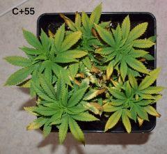 Critical C+55