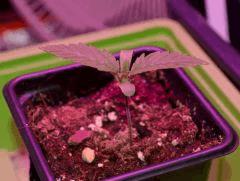 CRITICAL germination C+6