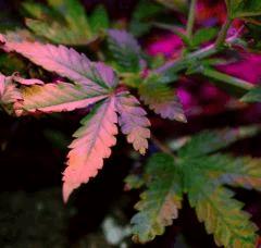 Critical A
