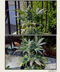 F49