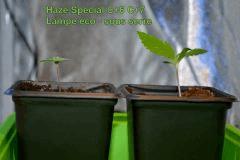 Haze Special 1 et 2: C+6 et C+7