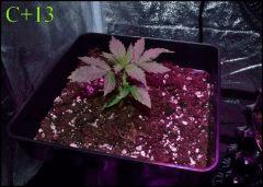 C13