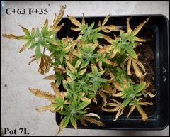 Critical -  C+63 - F 35