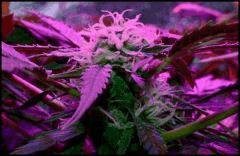 Northern Lights auto C+31-F+25
