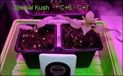Special Kush C+6 - C+ 7