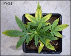 Critical Bouture C+0 - F+24