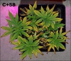 Critical C+58