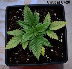 Critical C 20
