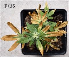 Critical Bouture C+0 - F+35