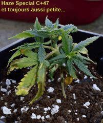 Haze Special 2 alias Paulette C+47