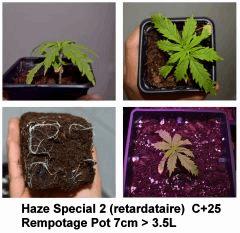 Haze Special 2 - C+25