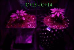 C13 - C14