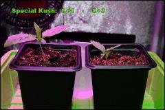 Special Kush C + 5 ; C + 4