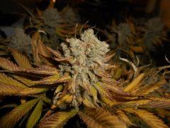 PB F 68