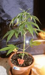 home breeding