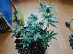 IMG 20150606 183454