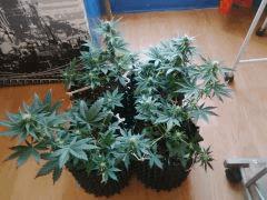 IMG 20150606 183624