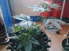 IMG 20150530 181153