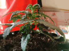 IMG 20150519 090310