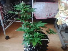 IMG 20150613 180708