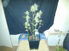 IMG 20141210 193530