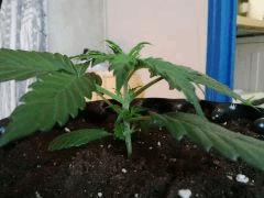 IMG 20150519 090557