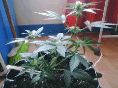IMG 20150530 181030