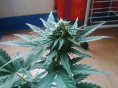 IMG 20150613 180429