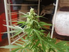 IMG 20150613 180827