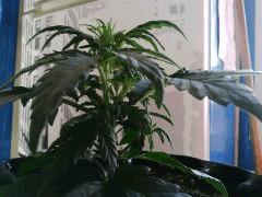 IMG 20150519 090352