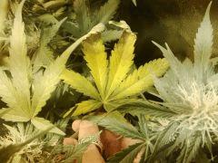 IMG 20141120 001853