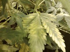 IMG 20141117 234922