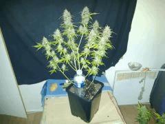 IMG 20141210 193033