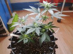 IMG 20150530 180945