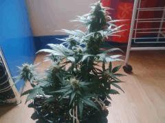 IMG 20150613 180522