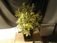 IMG 20141122 192042