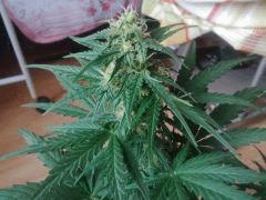 IMG 20150613 180548