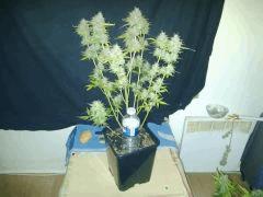 IMG 20141210 192613