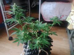 IMG 20150613 180815