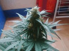 IMG 20150613 180534