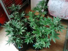 IMG 20150620 181157