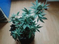 IMG 20150613 180414