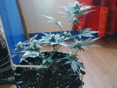 IMG 20150606 183504