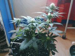 IMG 20150530 181057