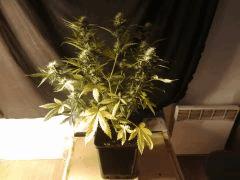 IMG 20141122 191933