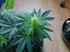 IMG 20150530 181244