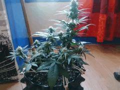 IMG 20150606 183529