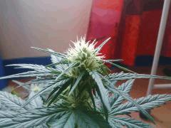 IMG 20150530 181113