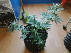 IMG 20150606 183434